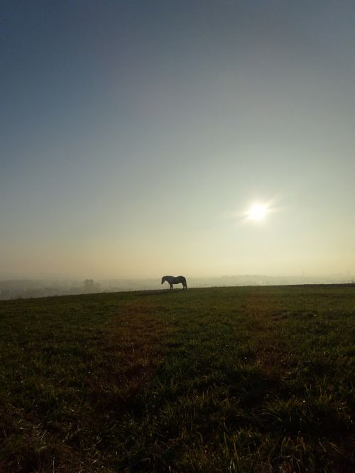 animal the horse meadow