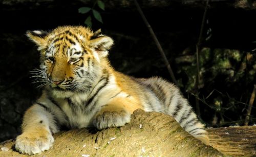 animal tiger young tiger