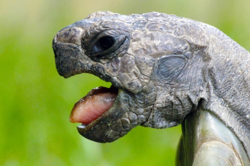 animal turtle language