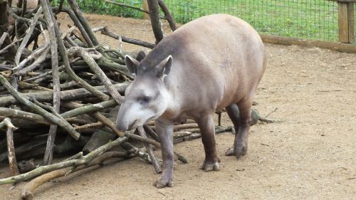 animal zoo tapir