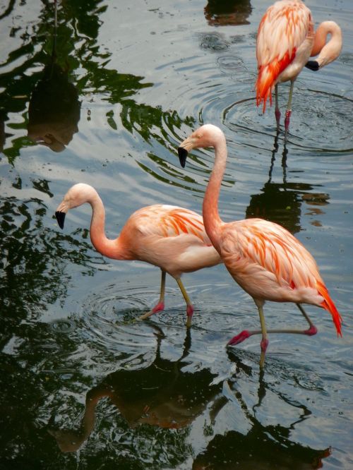 animal flamingo wildlife