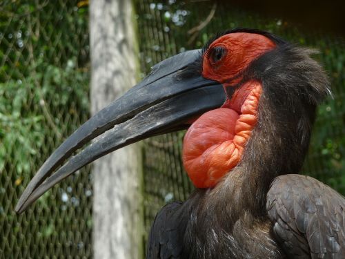 animal bird hornbill