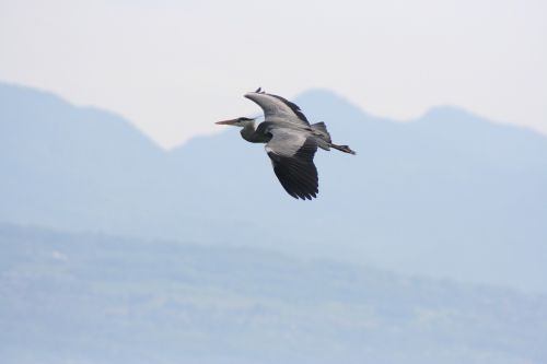 animal bird flight