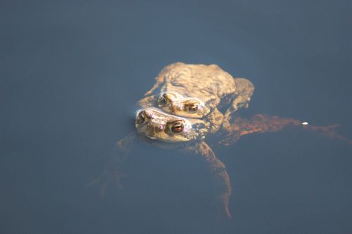 animal water toad