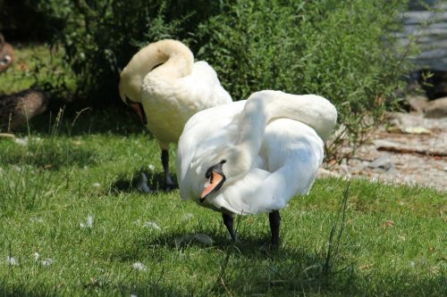 swan bird water bird