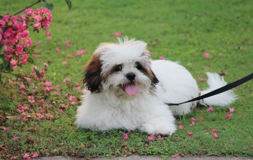 noddy lhasa apso cute puppy
