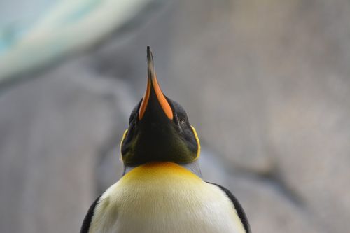 penguin bird bill