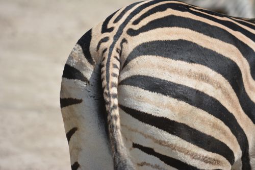 animal zebra from the rear