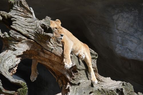 animal lioness lazy