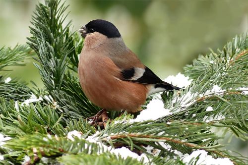 bullfinch bird female