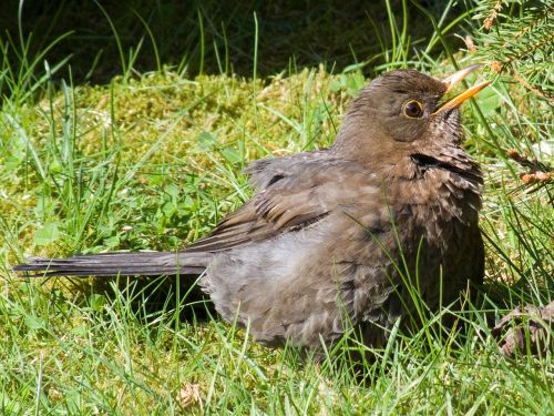 animal bird blackbird