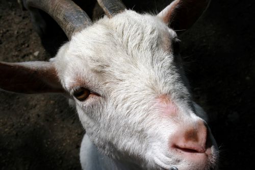 animal white goat farm