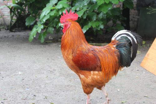 animal cock manly
