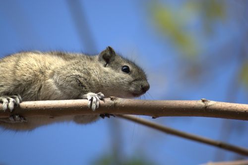 animal mammal squirrel