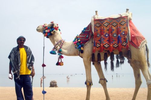 animal camel desert animals