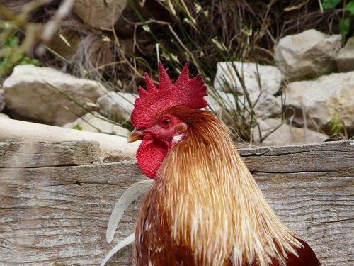 animal cock crete