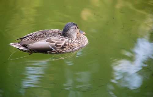 duck bird closeup
