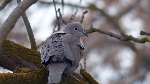 dove animal bird