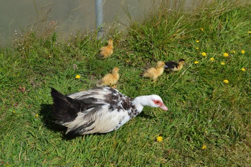 animal duck spring