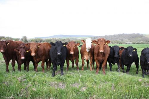 animal beef bovine