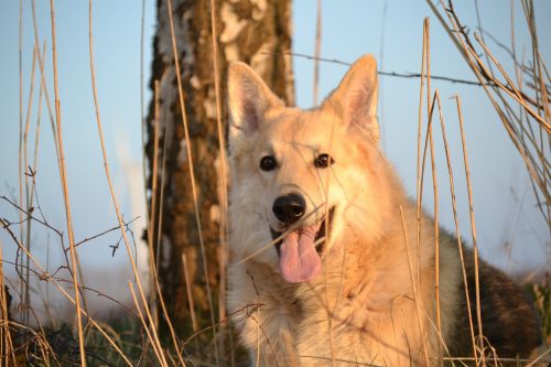 animal dog sled dog hybrid