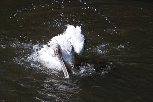 bird nature swim