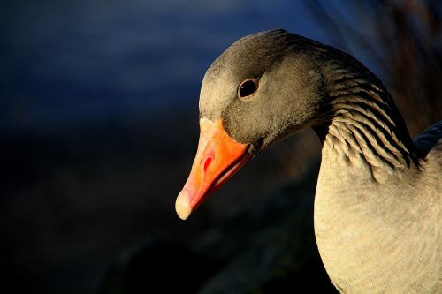 animal gander greylag goose
