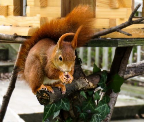 animal squirrel verifiable kitten