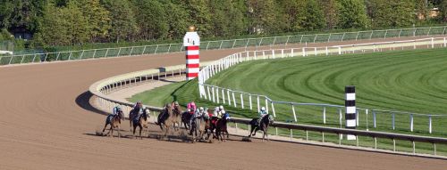 animal horse racing