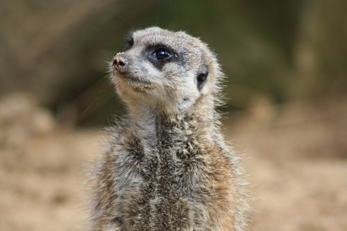 animal zoo meerkat