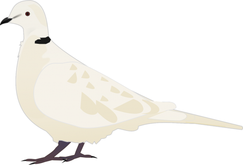 animal bird turtledove