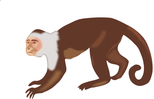 animal monkey singe