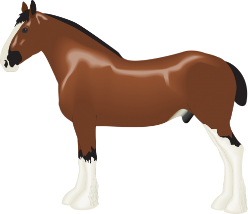 animal clydesdale draft