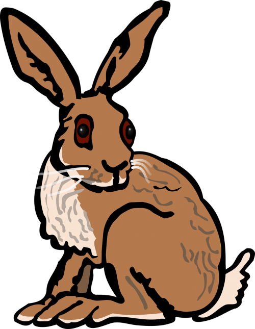 animal bunny hare