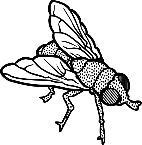 animal fly insect