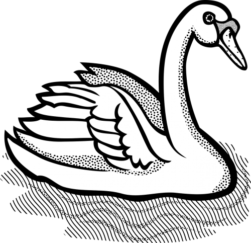 animal bird swan