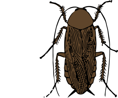 animal bug cockroach