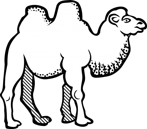 animal bactrian camel camel