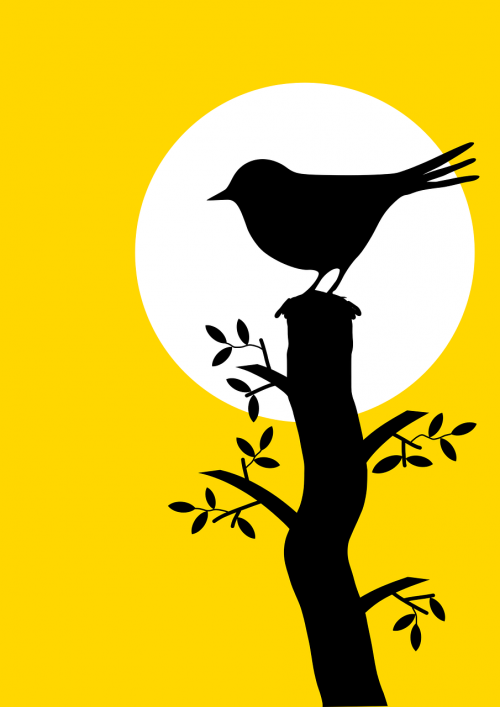 animal bird blackbird