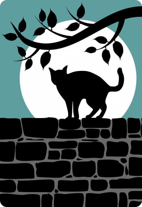 animal black cat cat