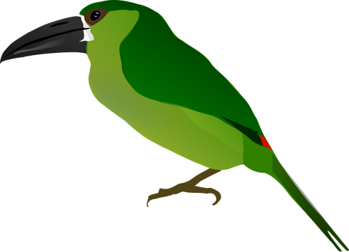 animal bird drawing