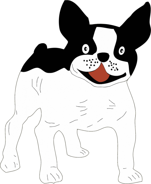 animal black and white canine