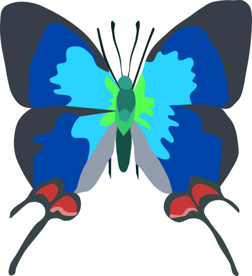 animal bug butterfly