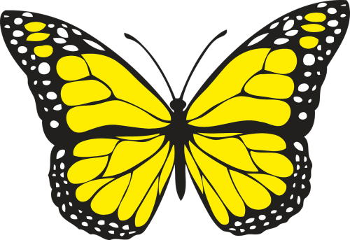 animal butterfly design