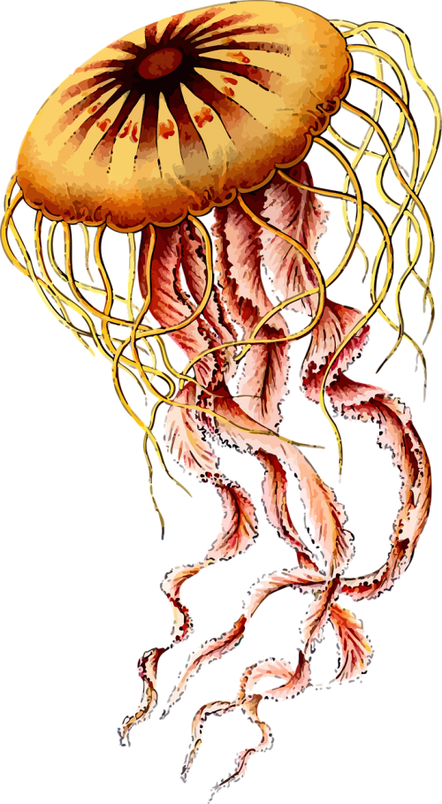 animal art forms in nature jellyfish