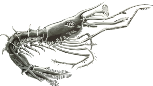 animal art forms in nature crustacean