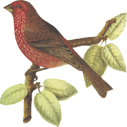 animal bhutan bird