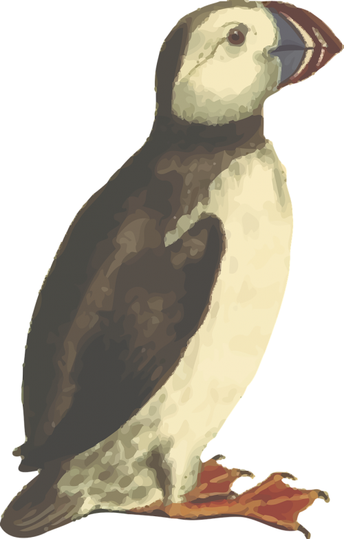 animal bird puffin
