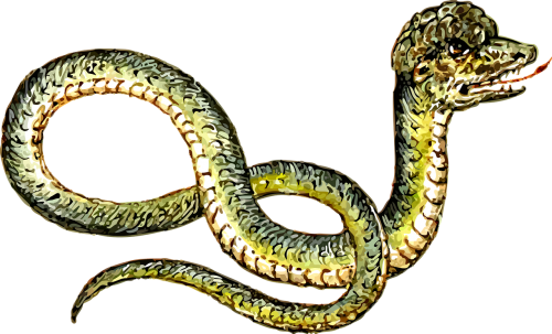 animal reptile snake