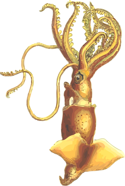 animal mollusc squid
